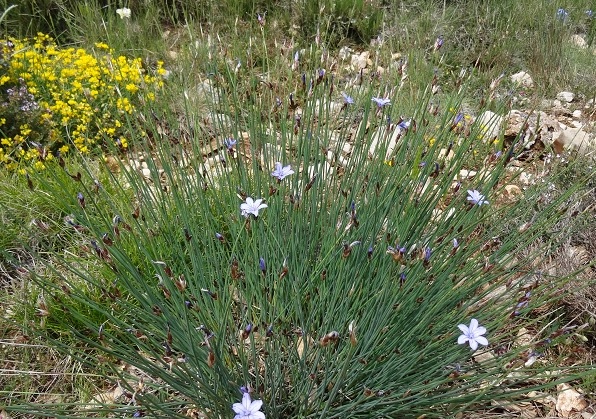 fleuresp.jpg