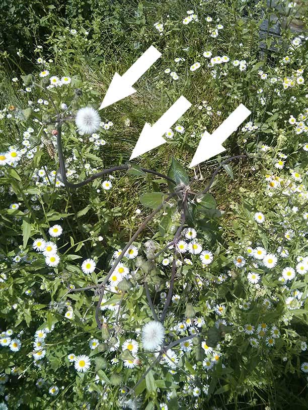 fleur1.jpg