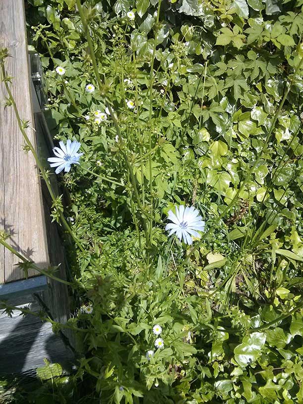 fleur2.jpg
