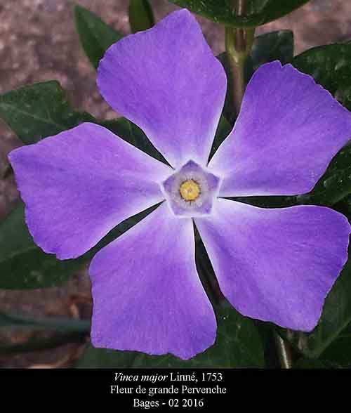 Vinca major-Fl-Bages-02 2016-ALG.jpg