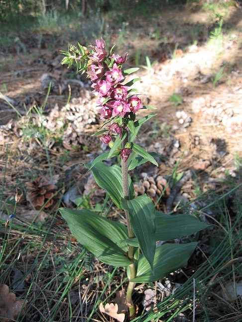 Epipactis atrorubens (3).jpg