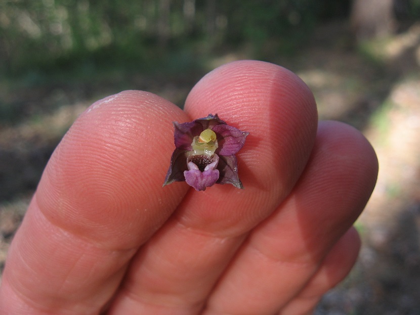 Epipactis atrorubens (4).jpg