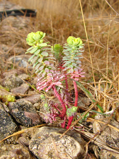 Sp._2_Cap Fréhel (22).jpg