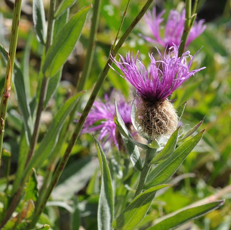 Centaurée uniflore-15 (Centaurea uniflora ssp. uniflora).JPG