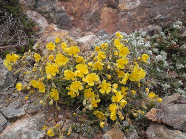 02_Helianthemum oelandicum ssp italicum.JPG