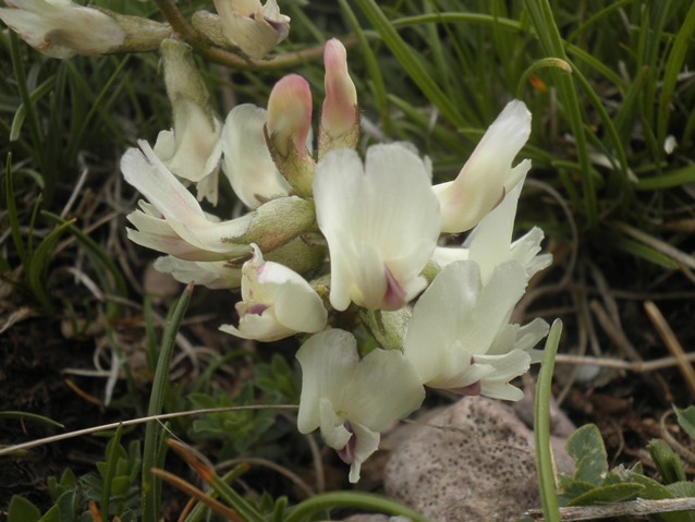 05_1_Astragalus australis.JPG
