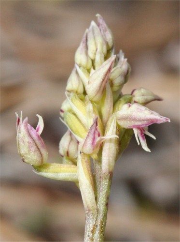 Orchidée La Teste  détail.jpg