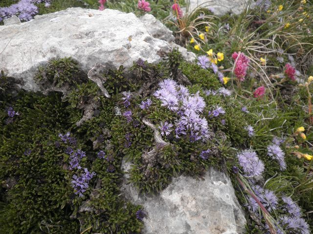 17_Globularia repens.JPG