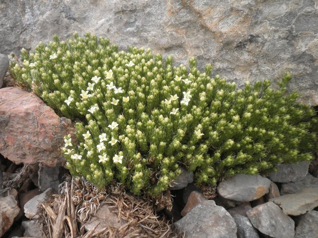 19_Galium pyrenaicum.JPG