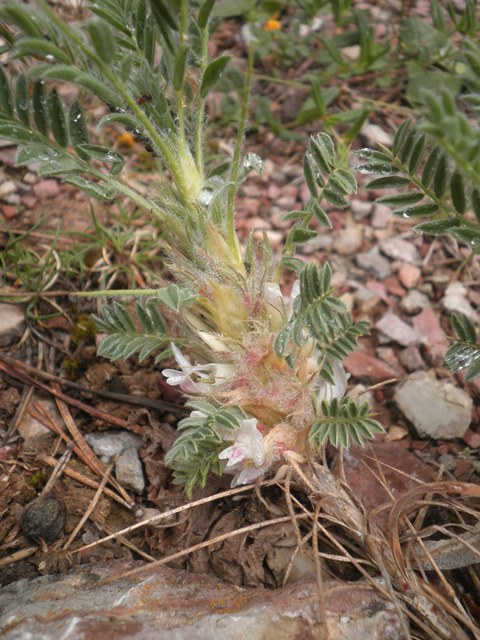 08_Astragalus sempervirens ssp catalaunicus.JPG