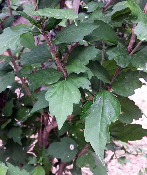 Rose-2aFeuille-Lézignan-07 2016-ALG.jpg