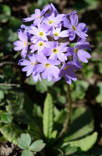 Img2016-04-14_085352RC.jpg