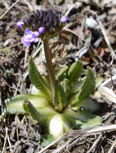 Img2016-04-14_110033RC.jpg