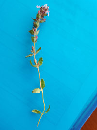 plante entière