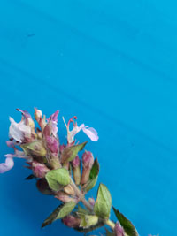 détail fleur