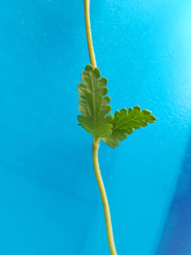 revers feuille