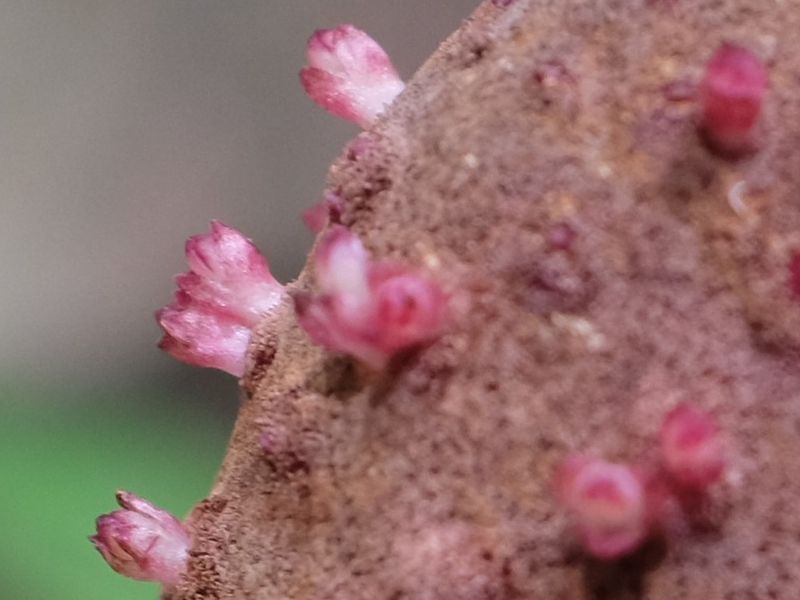 Très gros plan sur les &quot;fleurs&quot;