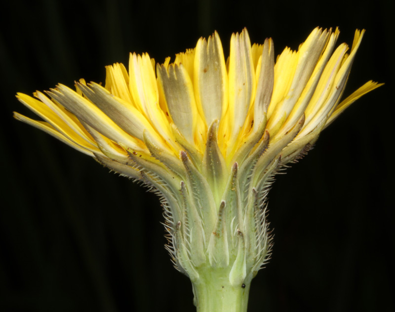 Asteracées - Hypochoeris sp - Massif Central red 3.jpg