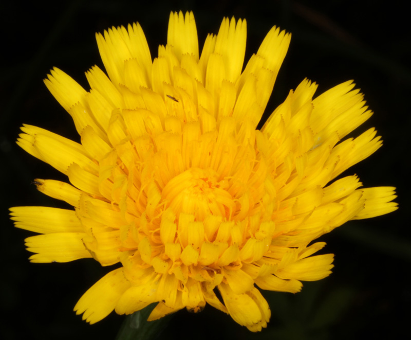 Asteracées - Hypochoeris sp - Massif Central red 4.jpg