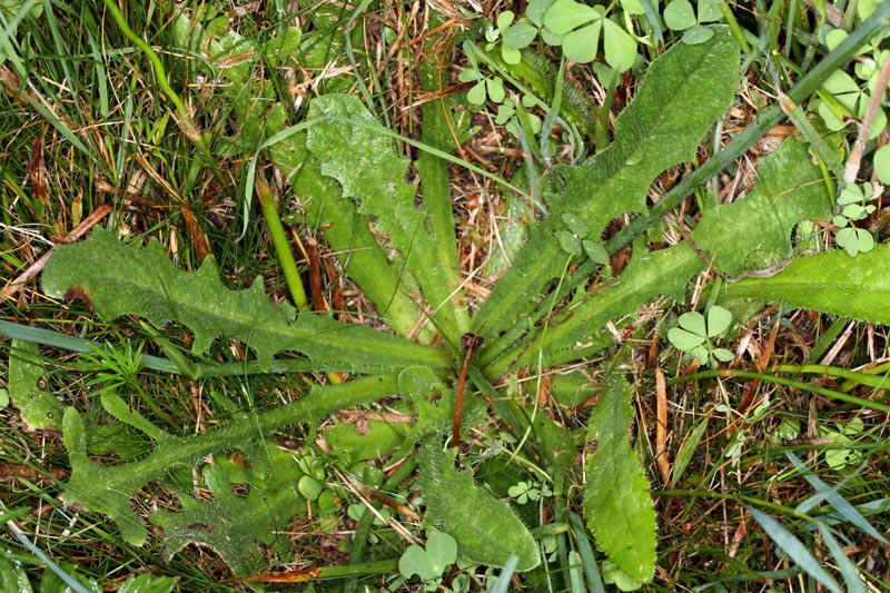 Asteracées - Hypochoeris sp - Massif Central red 5.jpg