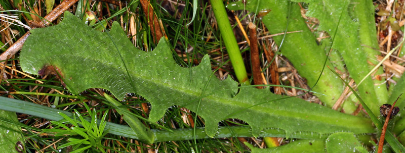 Asteracées - Hypochoeris sp - Massif Central red 6.jpg