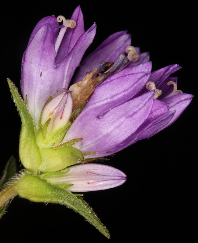 Campanulacées - Campanula cervicaria red 1.jpg