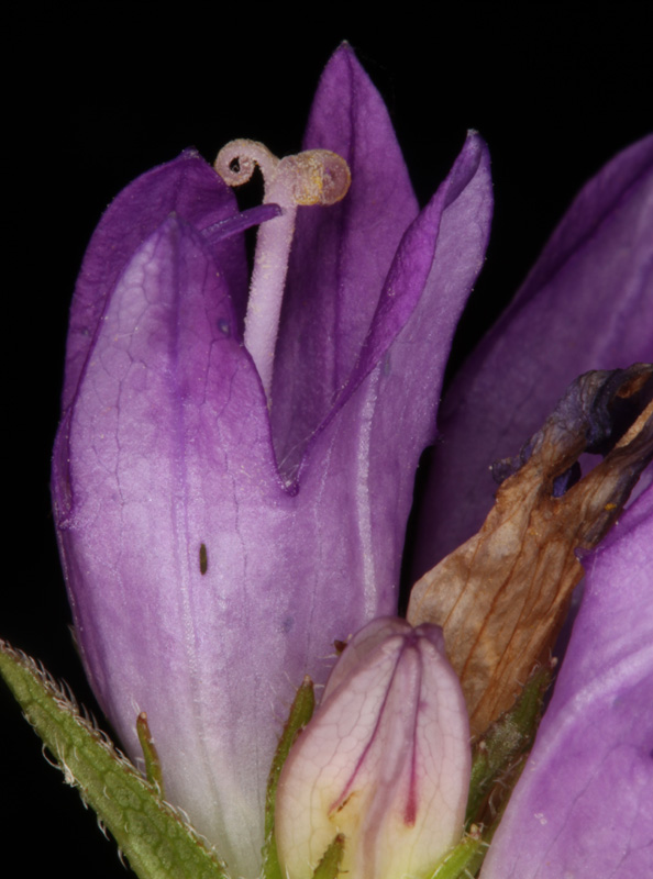 Campanulacées - Campanula cervicaria red 3.jpg