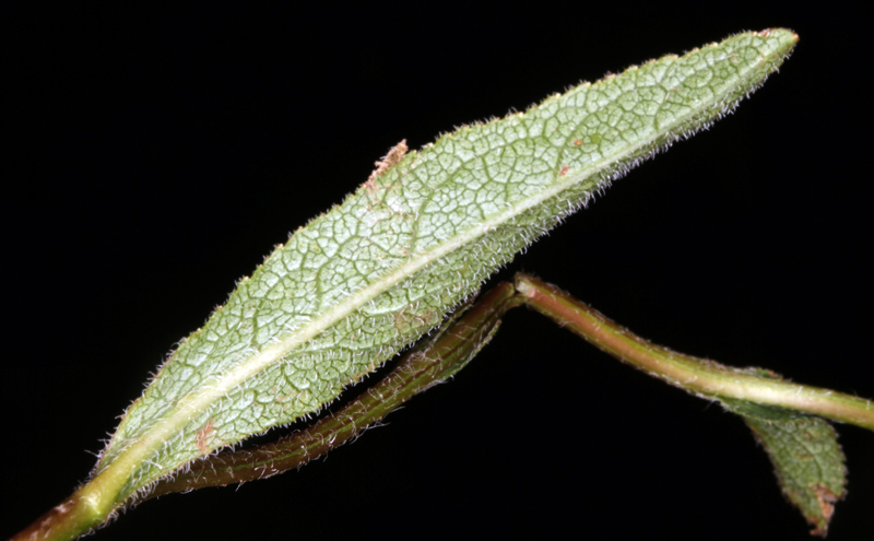Campanulacées - Campanula cervicaria red 4.jpg