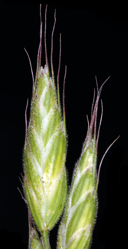 Poacées - Bromus hordeaceus - Massif Central red 3.jpg