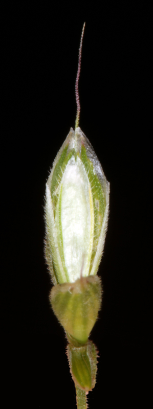 Poacées - Bromus hordeaceus - Massif Central red 4.jpg