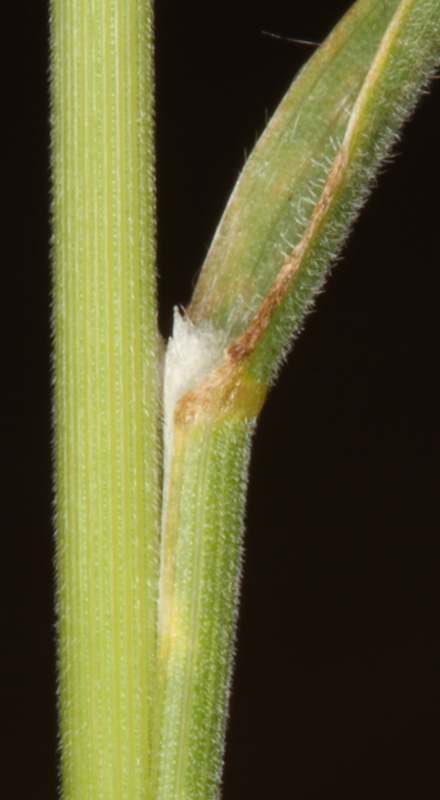 Poacées - Bromus hordeaceus - Massif Central red 5.jpg