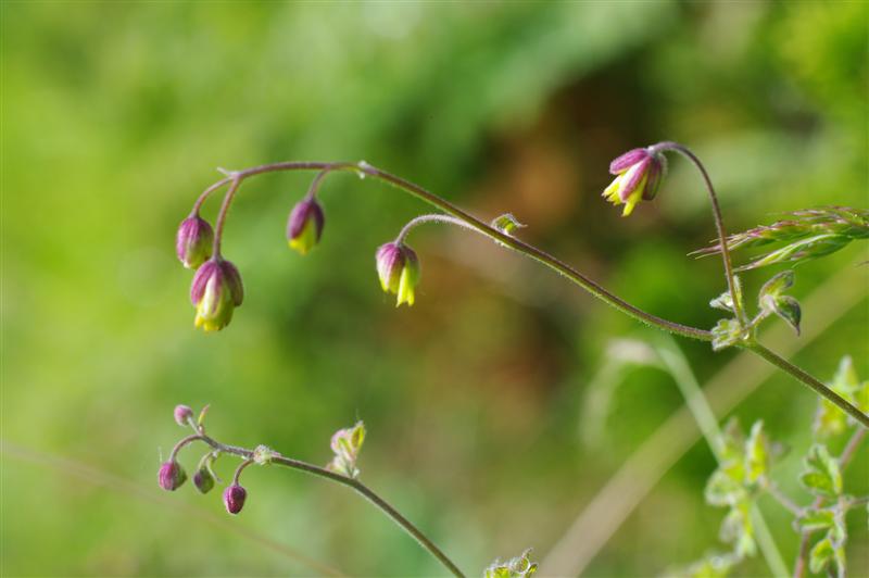 Inflorescence