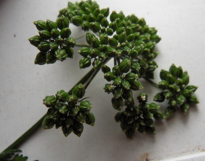 apiacee fruits.jpg