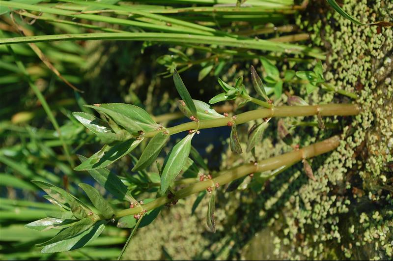 Bergia capensis6_resized.JPG