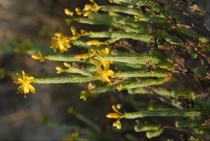 Hypericum ericoides2_resized.JPG