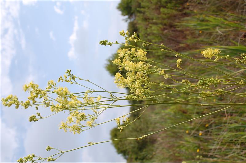 Thalictrum maritimum8_resized.JPG