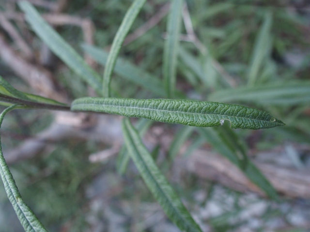 M00144c.JPG
