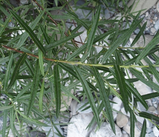 M00144g.JPG