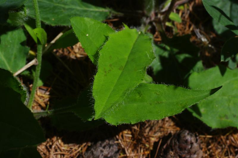 Feuilles