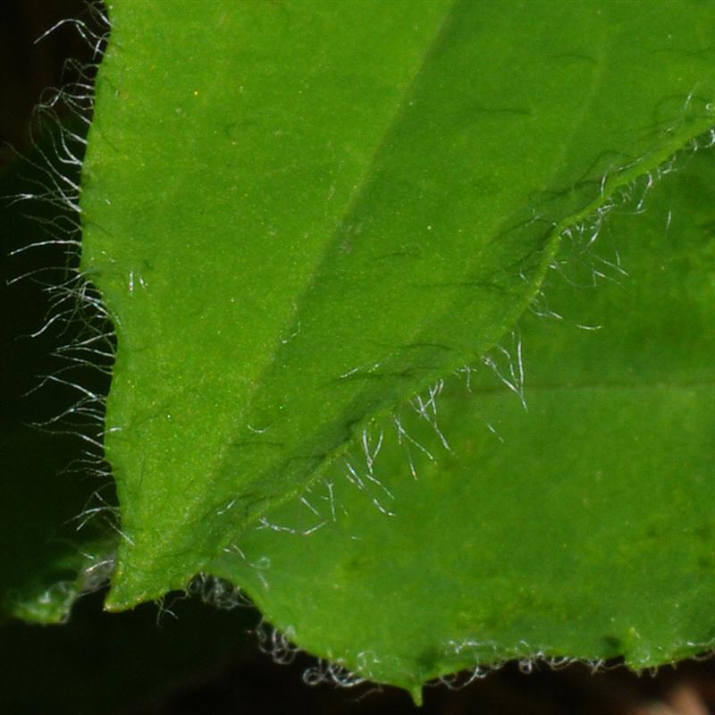 Feuilles (détails)