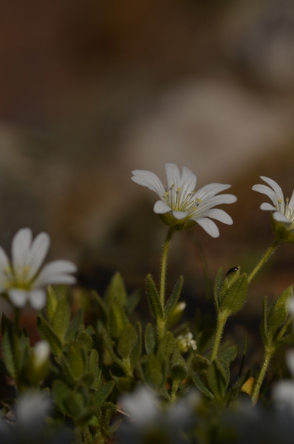 Cerastium uniflorum Clairv..JPG