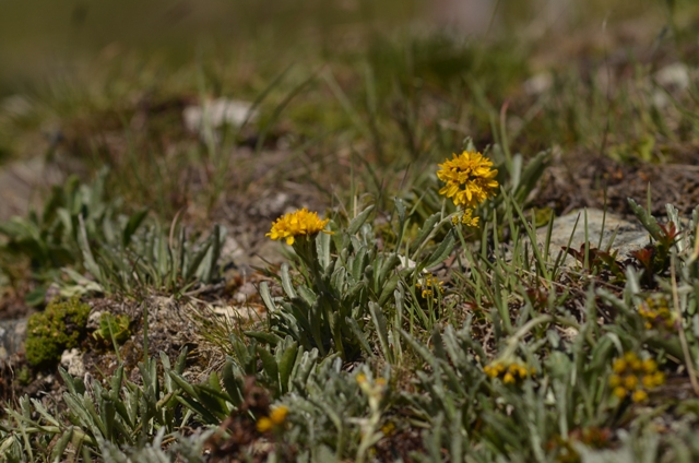 Jacobaea incana subsp. carniolica (Willd.) B.Nord. & Greuter.JPG