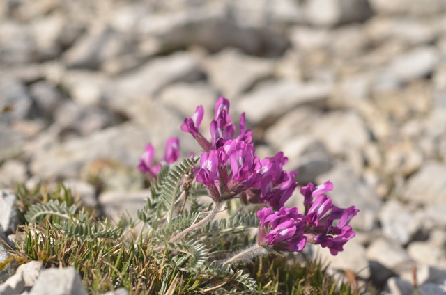 Oxytropis halleri Bunge ex W.D.J.Koch.JPG