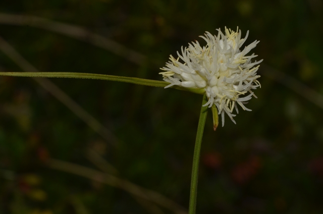 Carex baldensis L. (1).JPG