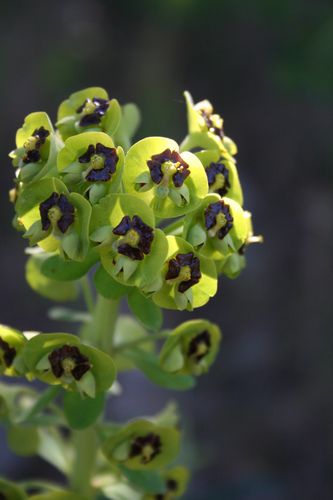 IMG_Euphorbia sp. .JPG