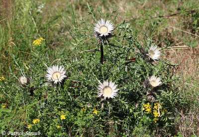 Carlina acaulis subsp. caulescens IMG_4931 b.JPG