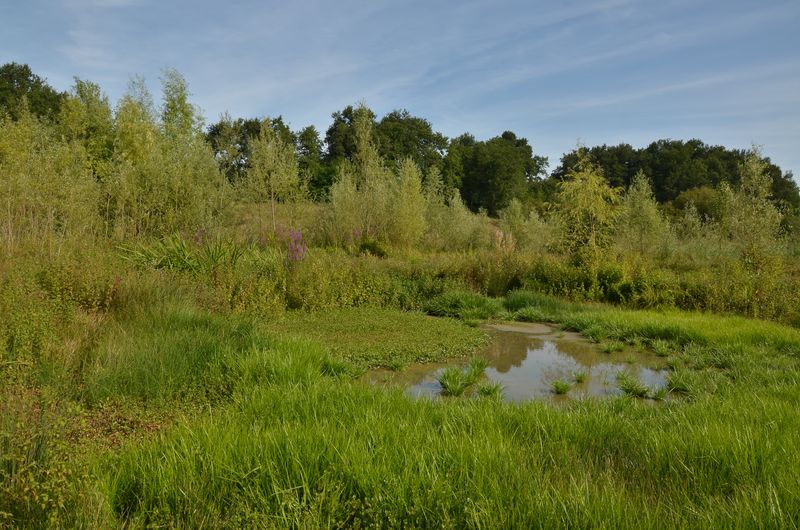 marais en Gironde.JPG