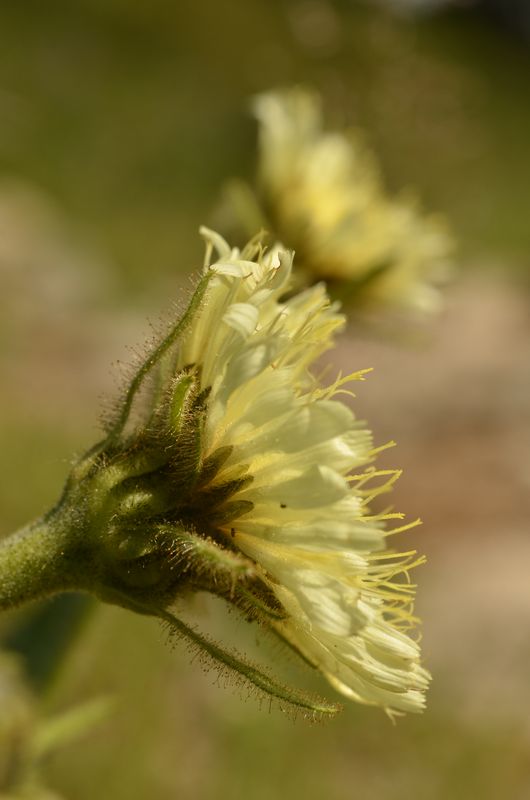 Hieracium intybaceum (2).JPG