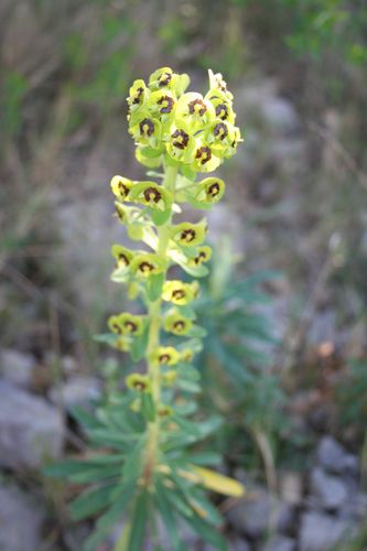 IMG_Euphorbia sp.  (2).JPG