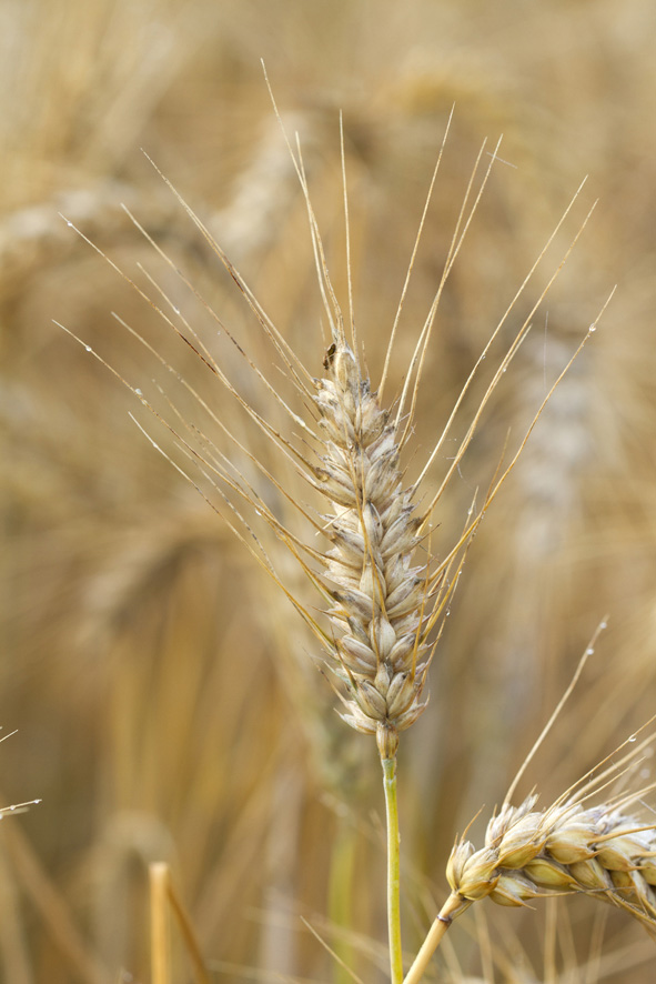 Triticum1.jpg